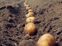 Посадка картофеля